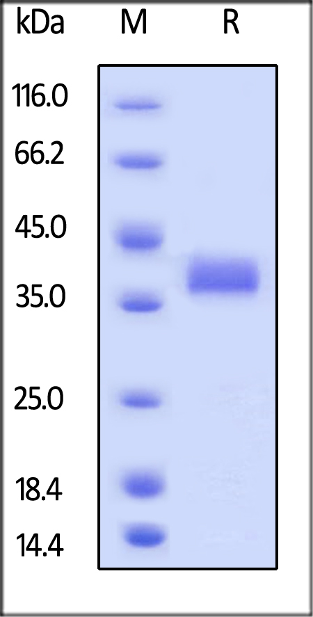 Biotinylated Human EpCAM, His Tag on SDS-PAGE under reducing (R) condition. The gel was stained overnight with Coomassie Blue. The purity of the protein is greater than 95%.